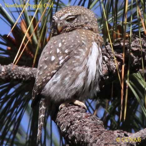 Northern Pygmy-Owl