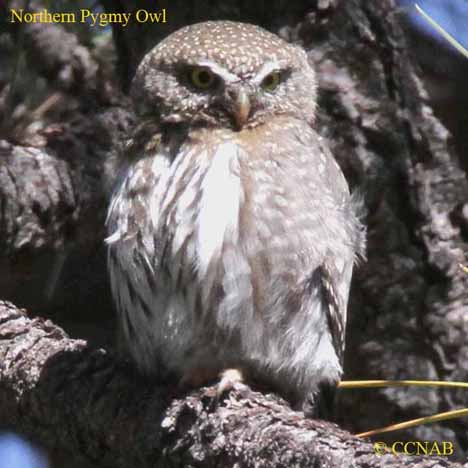 Birds of North America