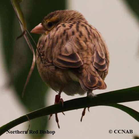 Northern Red Bishop