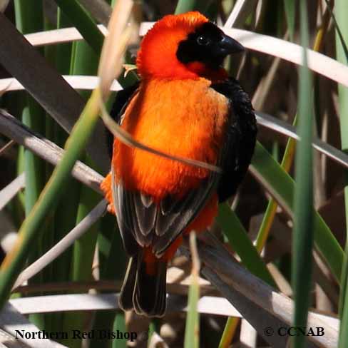 Northern Red Bishop