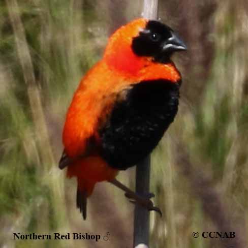 Northern Red Bishop (Euplectes franciscanus) - North American Birds - Birds of North America