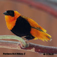 Northern Red Bishop range map