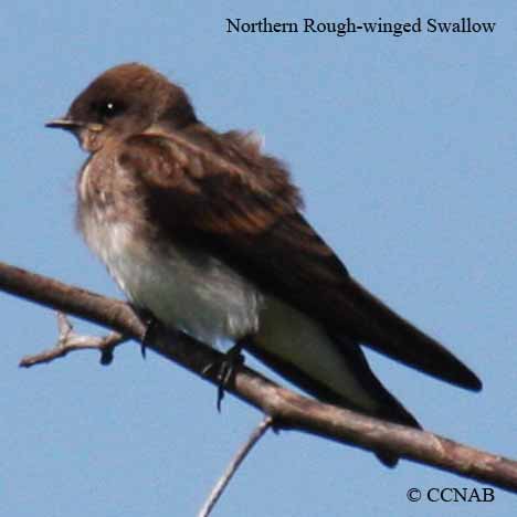 Northern Rough-winged Swallow