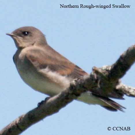 Northern Rough-winged Swallow