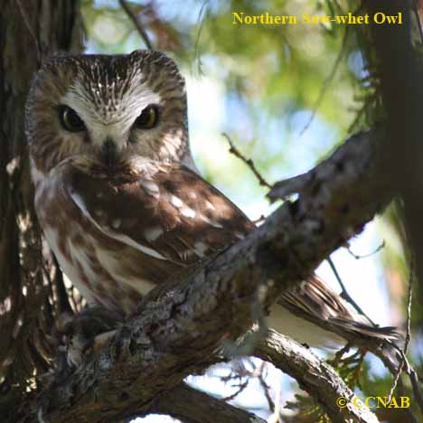 Northern Saw-whet Owl