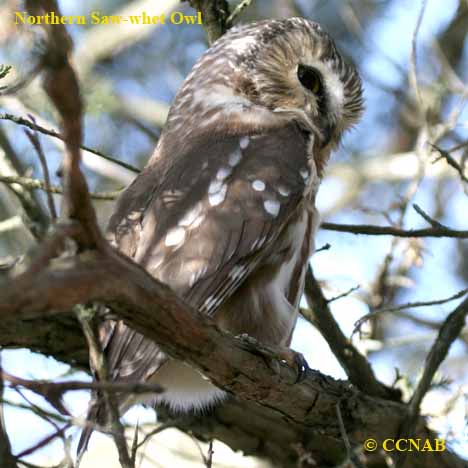 Northern Saw-whet Owl