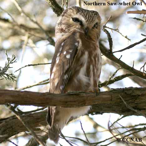 Northern Saw-whet Owl