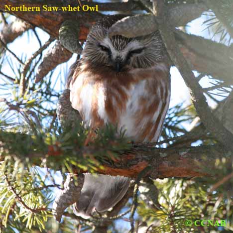 Birds of North America