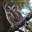 Northern Saw-whet Owl range map