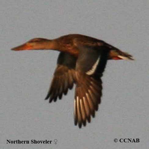 Northern Shoveler