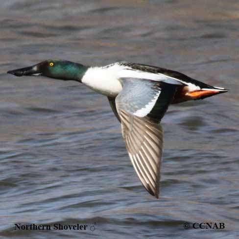 Northern Shoveler