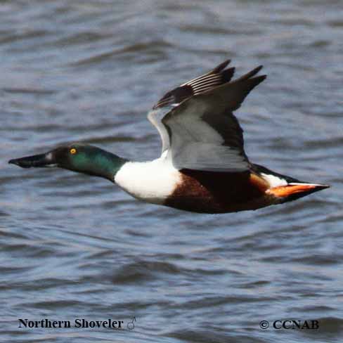 Northern Shoveler