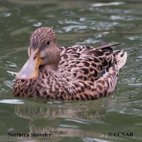 Northern Shoveler