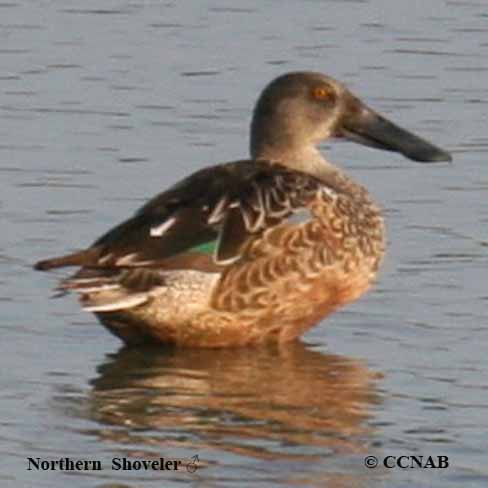 Northern Shoveler