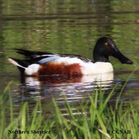 Northern Shoveler