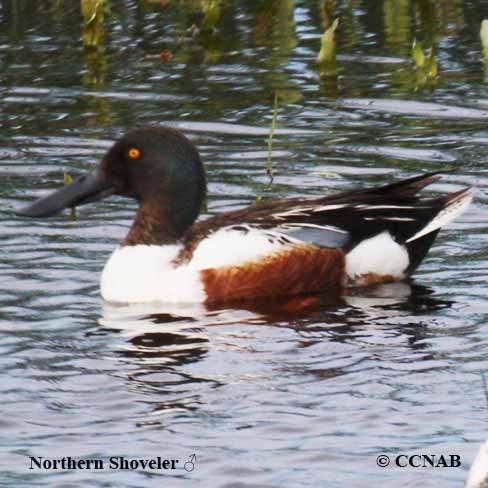 Northern Shoveler