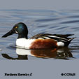 Northern Shoveler