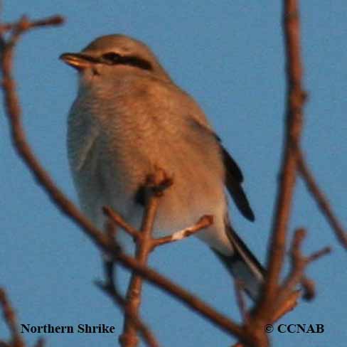 Northern Shrike