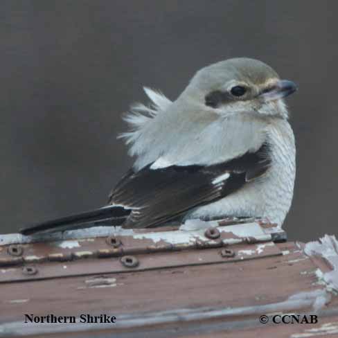 Northern Shrike