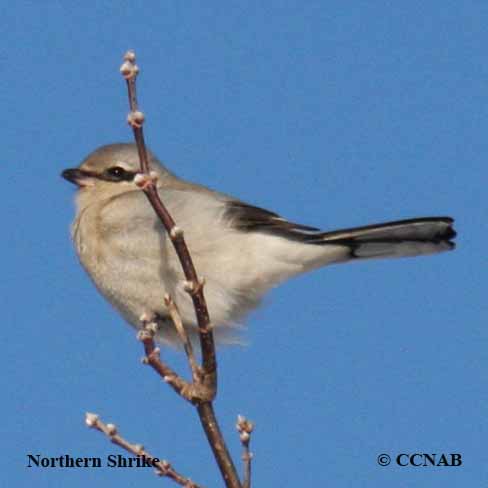 Northern Shrike