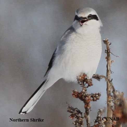 Northern Shrike