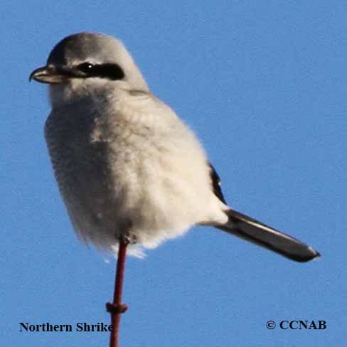 Northern Shrike