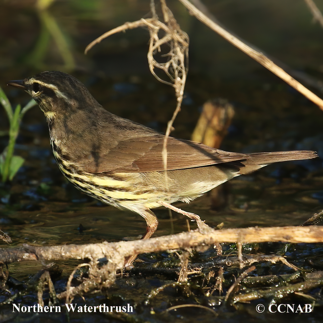 Northern Waterthrush