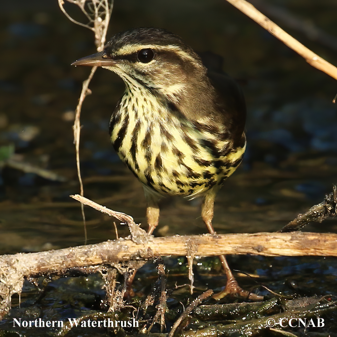 Northern Waterthrush