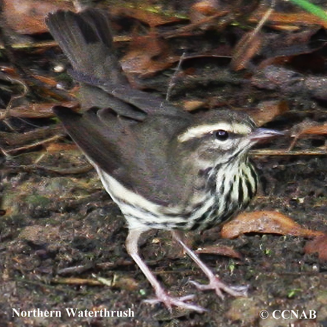 Northern Waterthrush