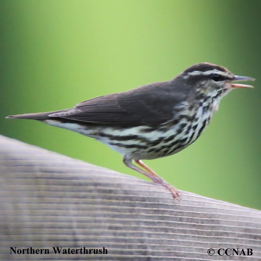 Northern Waterthrush