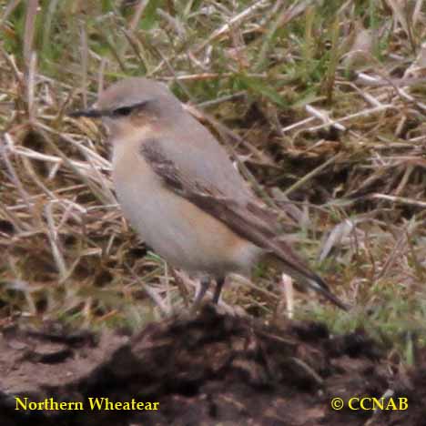 Northern Wheatear