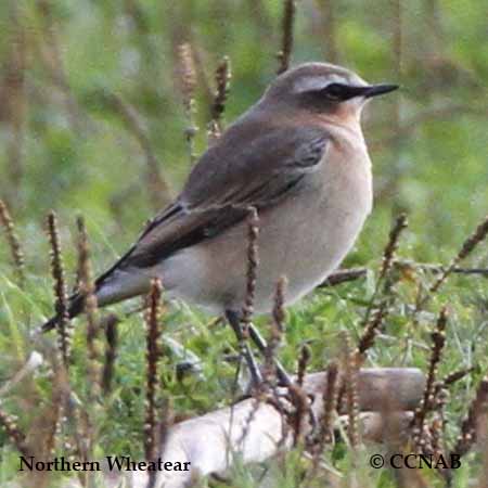 Northern Wheatear