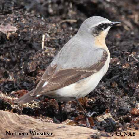 Northern Wheatear