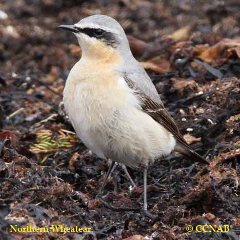 Northern Wheatear