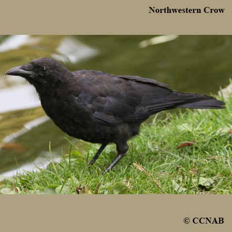 Northwestern Crow