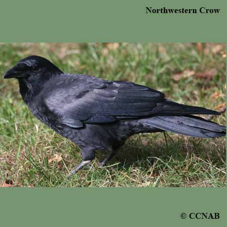 Northwestern Crow