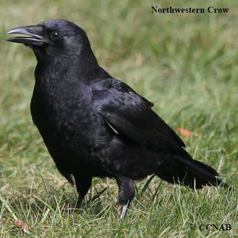 Northwestern Crow