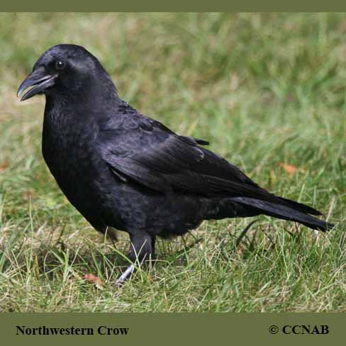 The Northwestern Crow and a Semi-Tame Bird Named Canuck - Owlcation