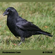 Northwestern Crow