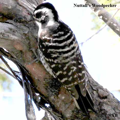 Nuttall's Woodpecker