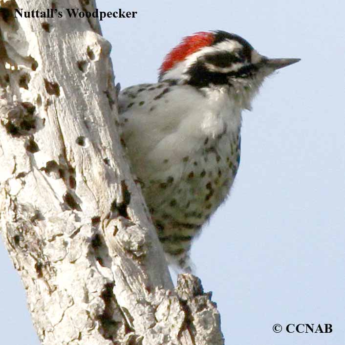 Nuttall's Woodpecker