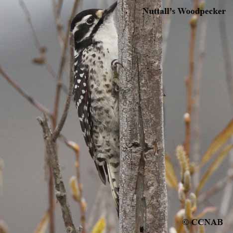 Nuttall's Woodpecker