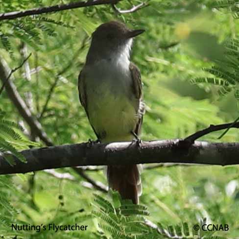 Nutting's Flycatcher