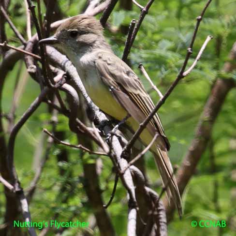 Nutting's Flycatcher