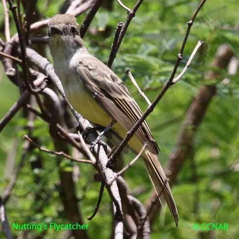 Nutting's Flycatcher