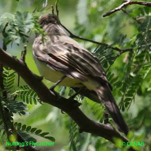 Nutting's Flycatcher