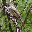 Nutting's Flycatcher range map