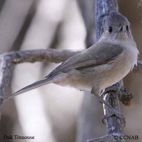 Birds of North America