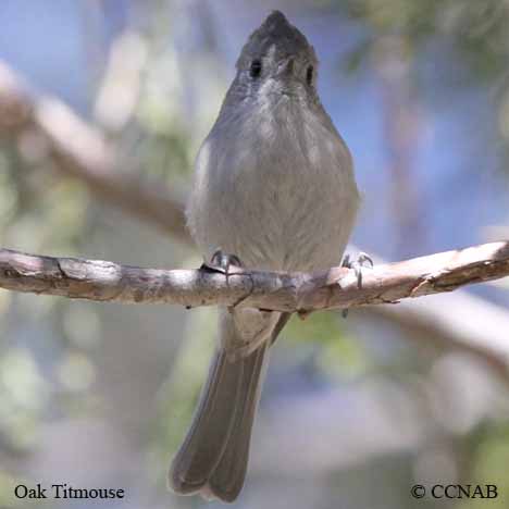 Oak Titmouse