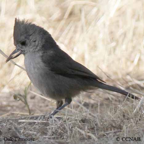 Oak Titmouse